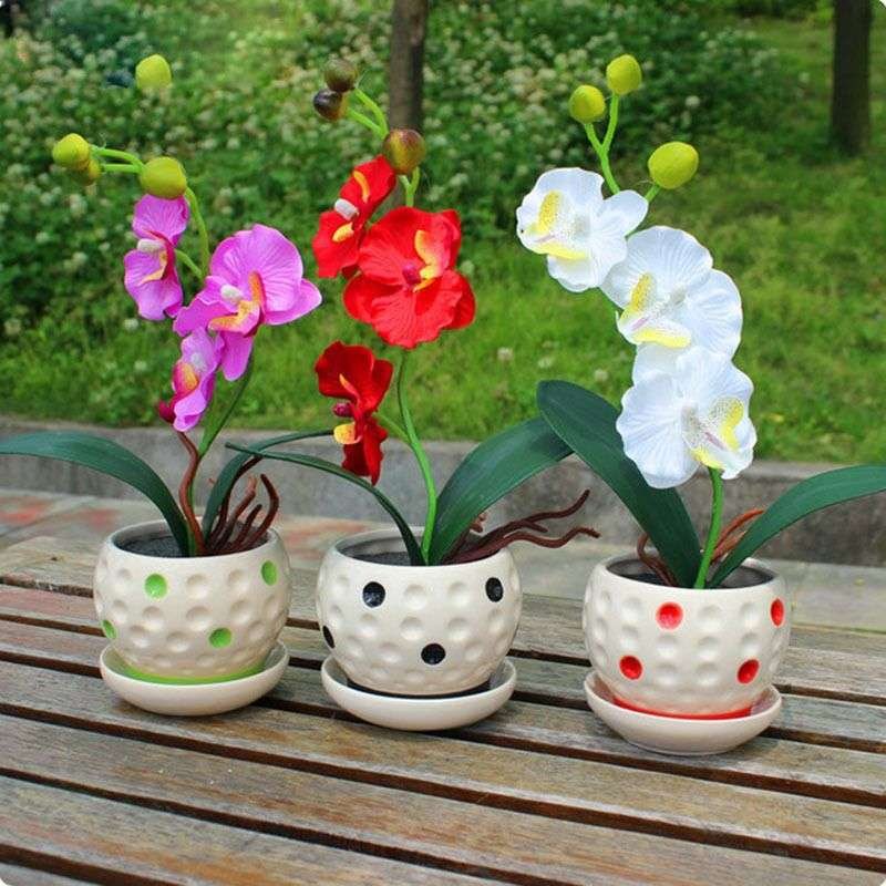 22 Tipos De Semillas Exóticas De Orquídeas Phalaenopsis