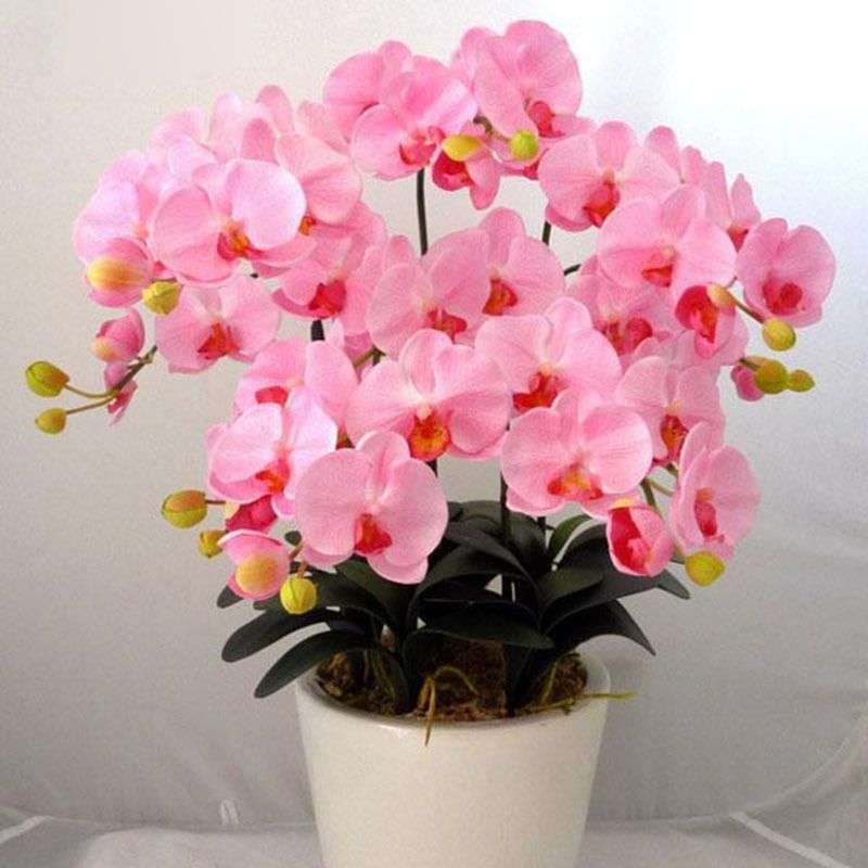 22 Tipos De Semillas Exóticas De Orquídeas Phalaenopsis - Imagen 2
