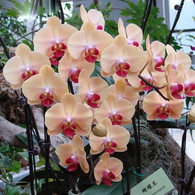 22 Tipos De Semillas Exóticas De Orquídeas Phalaenopsis - Imagen 3