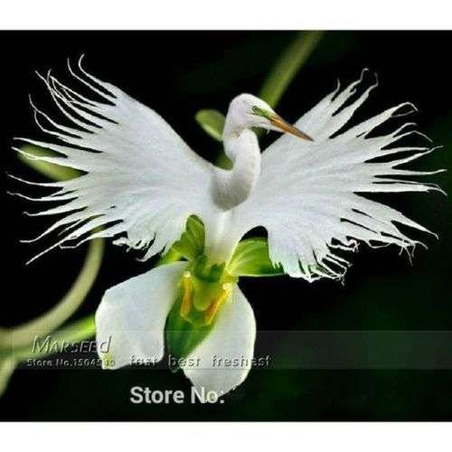 Semillas Exóticas Orquídea Habenaria Radiata Forma De Garza - Imagen 2