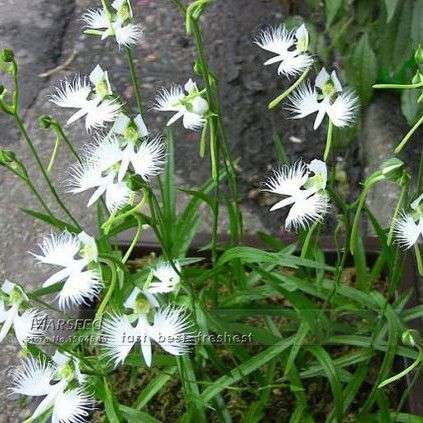 Semillas Exóticas Orquídea Habenaria Radiata Forma De Garza - Imagen 3