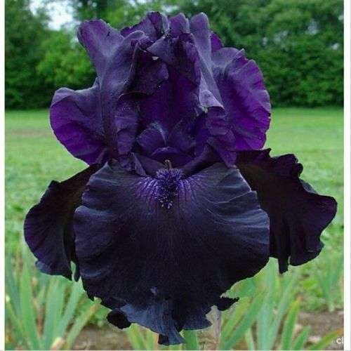 Semillas  exóticas de orquidea iris Tectorum Perenne