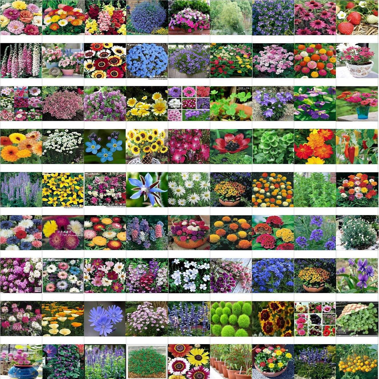Semillas  exóticas de flores mixtas de jardín
