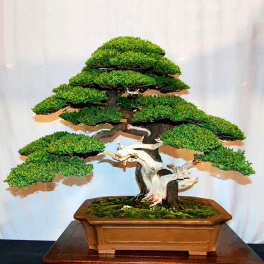 Semillas De Arbol Bonsai