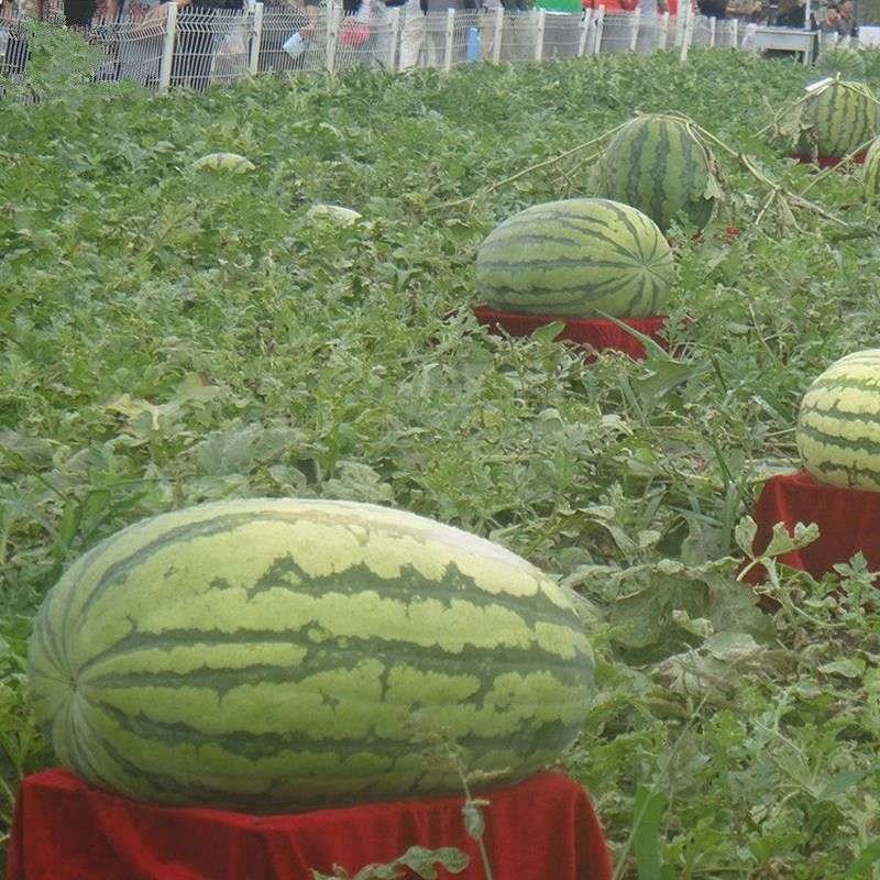 Semillas De Sandía Gigante - Imagen 2