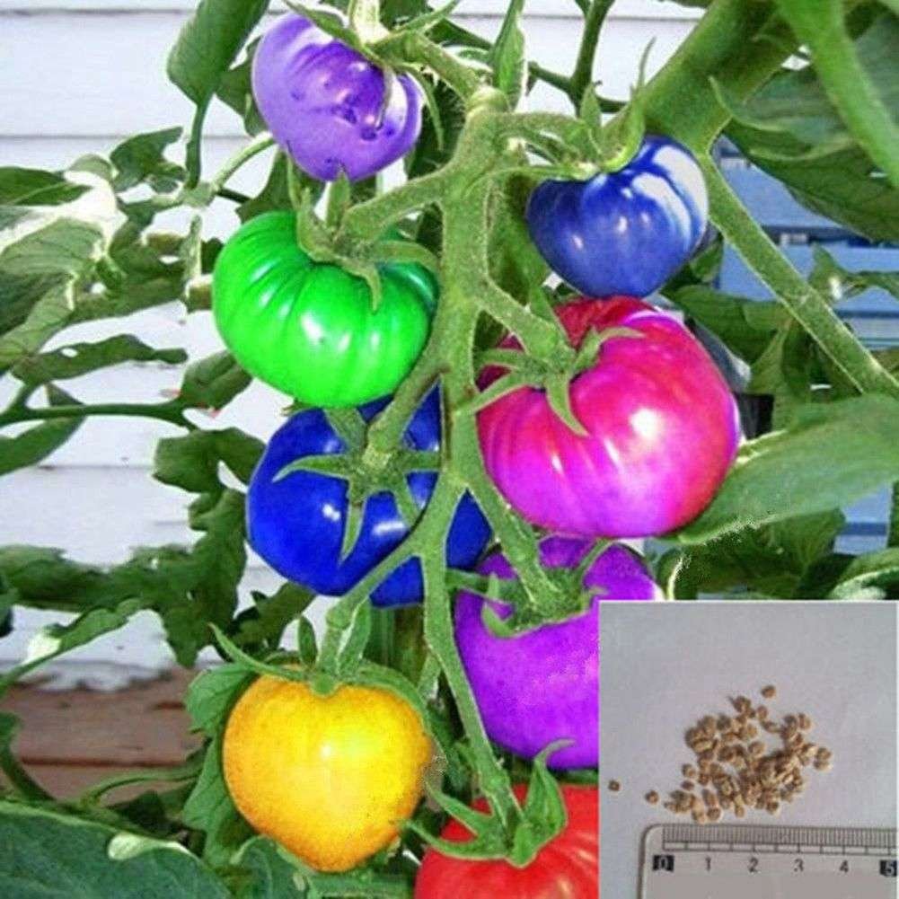 Semillas Exóticas De Tomates De Colores