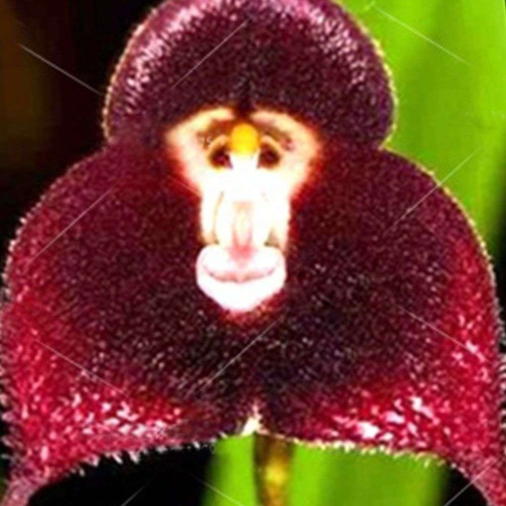 Semillas De Flores De Orquídea Con Forma De Monos - Imagen 4
