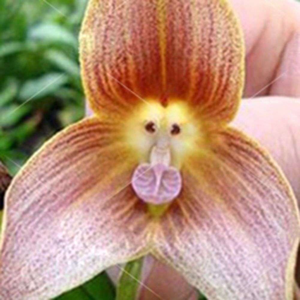 Semillas De Flores De Orquídea Con Forma De Monos