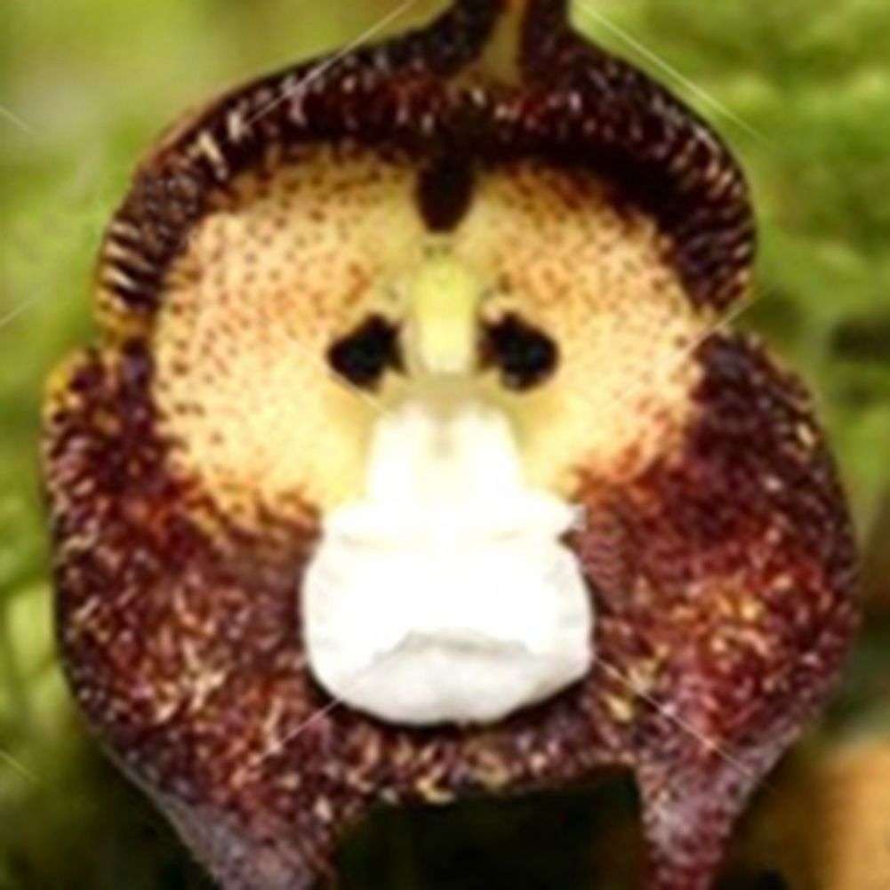 Semillas De Flores De Orquídea Con Forma De Monos - Imagen 2