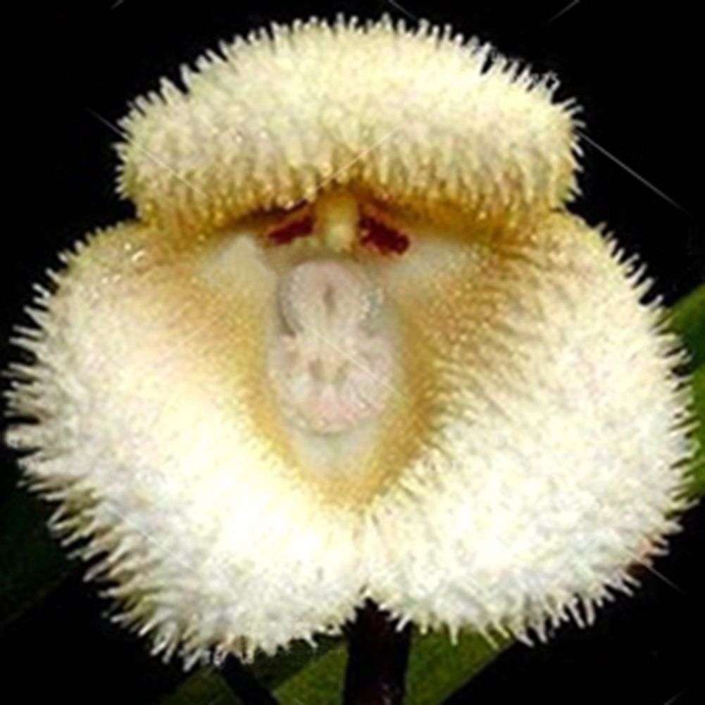 Semillas De Flores De Orquídea Con Forma De Monos - Imagen 3