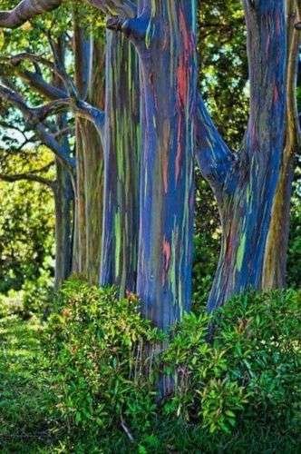 Semillas de Eucalipto Arcoiris - Imagen 2