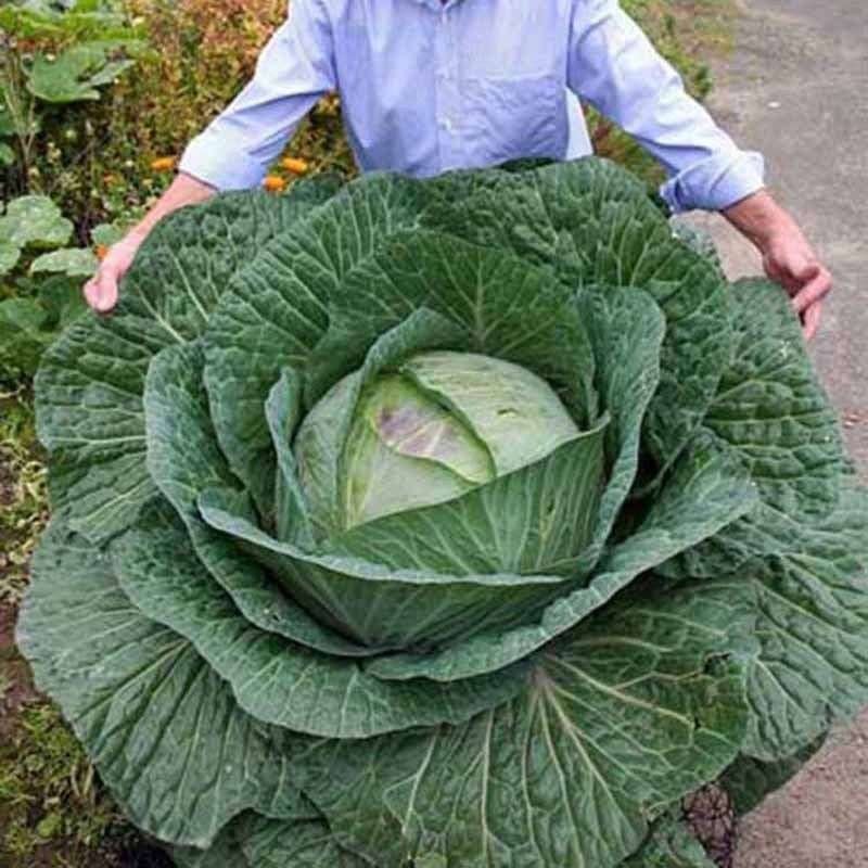 Semillas De Col Gigante