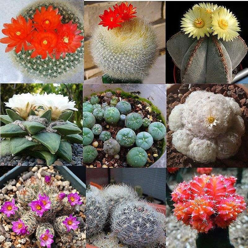 Semillas De Cactus Exóticos
