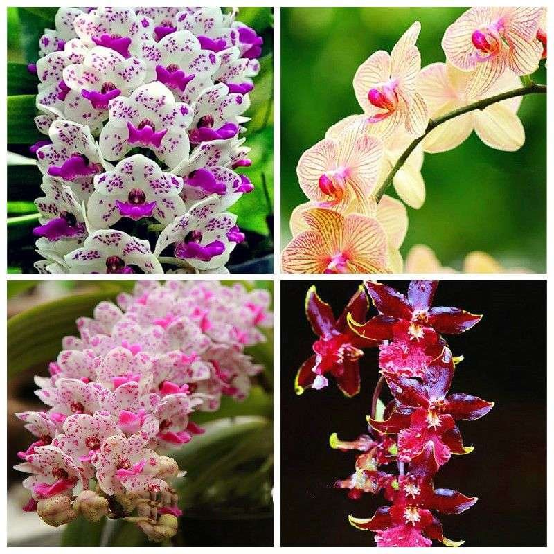 Mezcla Exóticas De Semillas De Orquídeas Cymbidiums African