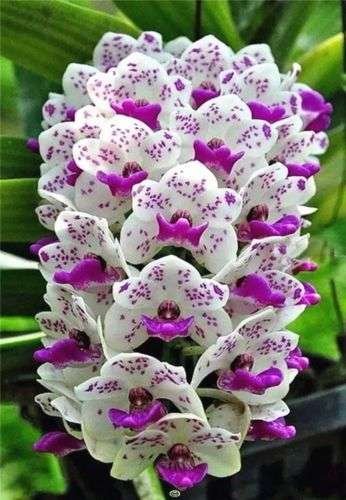 Mezcla Exóticas De Semillas De Orquídeas Cymbidiums African - Imagen 3