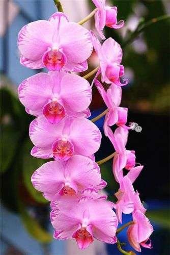 Mezcla Exóticas De Semillas De Orquídeas Cymbidiums African - Imagen 2