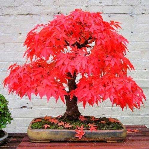 Semillas De Árbol De Bonsái Extraños - Imagen 2