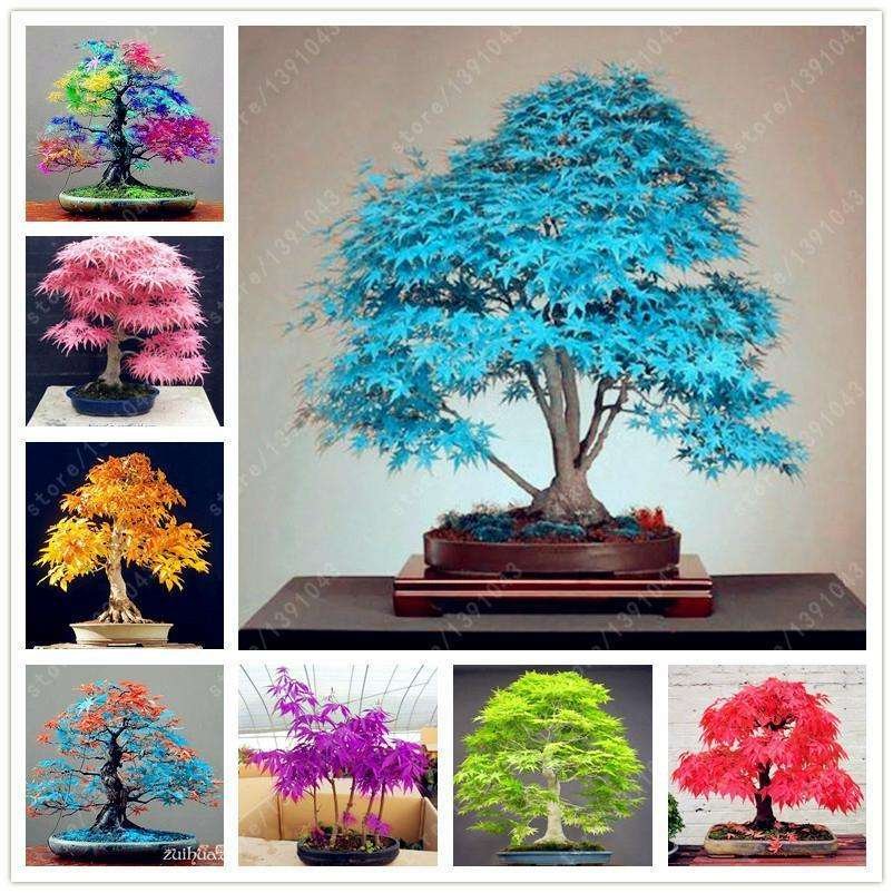 Semillas De Árbol De Bonsái Extraños