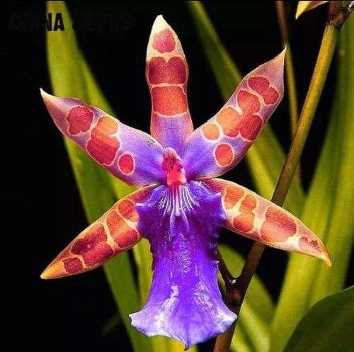 Semillas  exóticas de flores de orquídeas extrañas