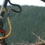 Lee más sobre el artículo Aspectos para la planificación forestal