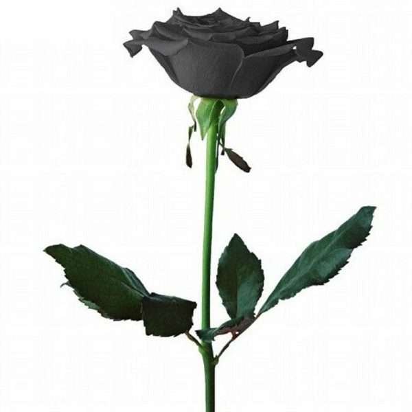Semillas De Rosas Negras
