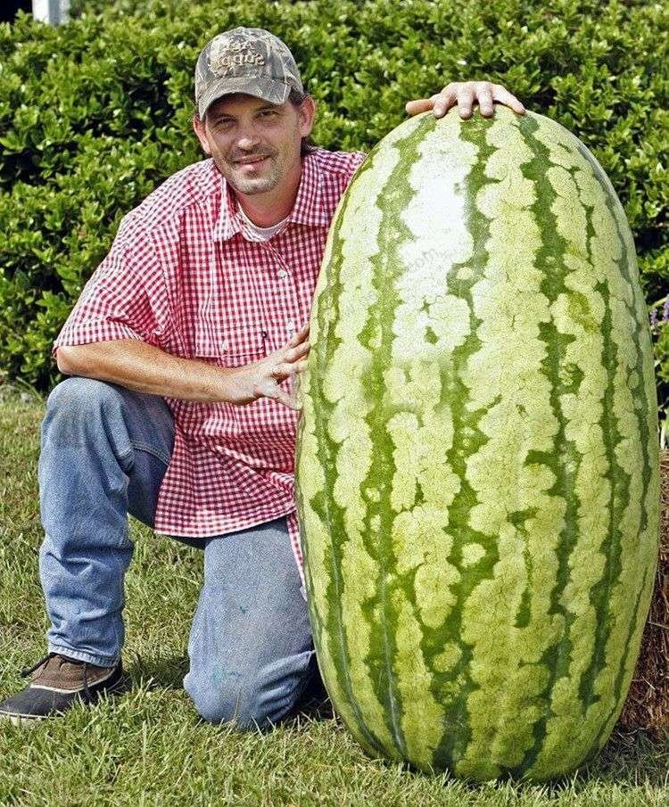 Semillas De Sandía Gigante