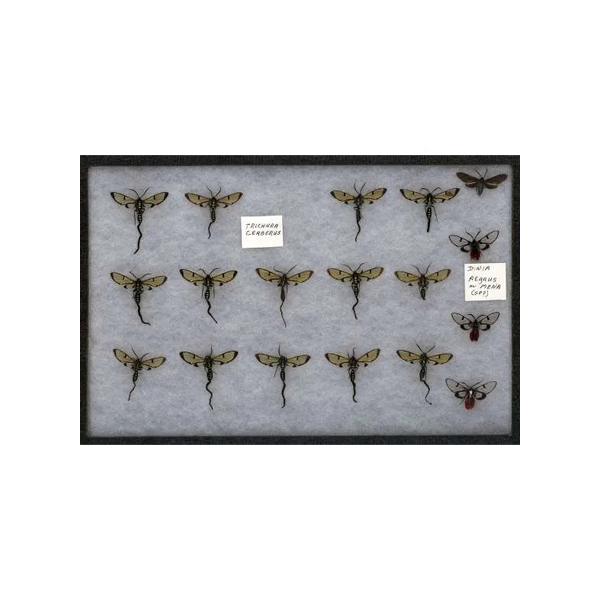 Monturas Riker Para Insectos  12″x 16″