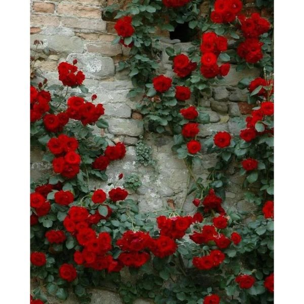Semillas De Rosas Rojas De Enredadera - Imagen 2
