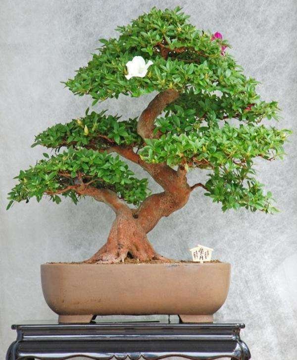 Semillas De Arbol Bonsai - Imagen 2