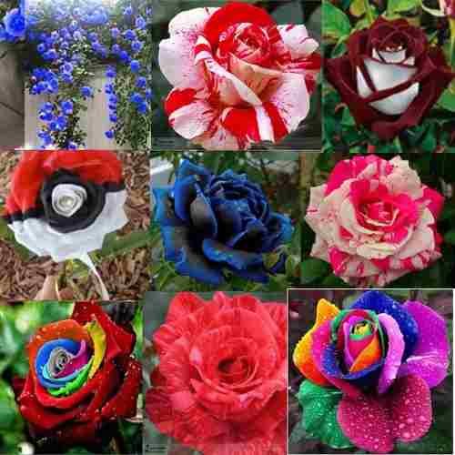 Semillas De Rosas Multicolor