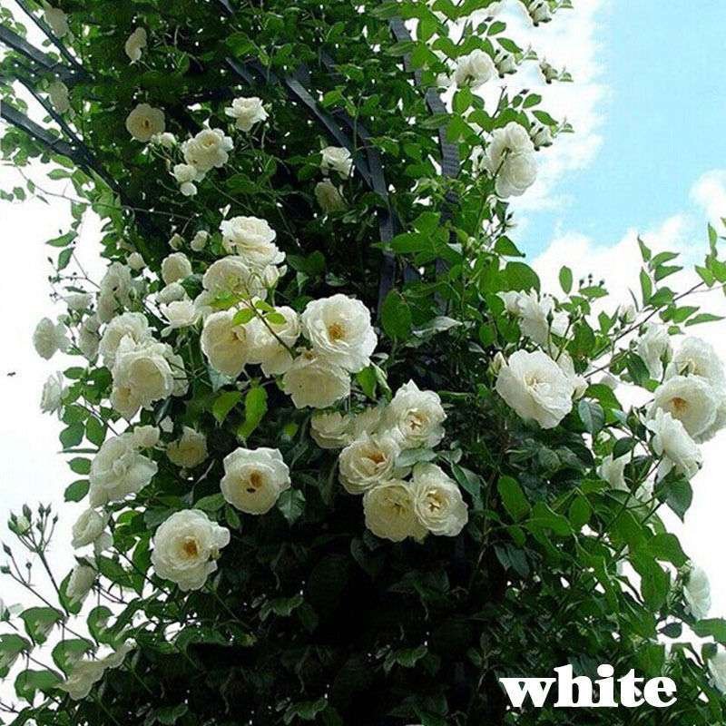Semilla De Rosa Blanca Enredadera