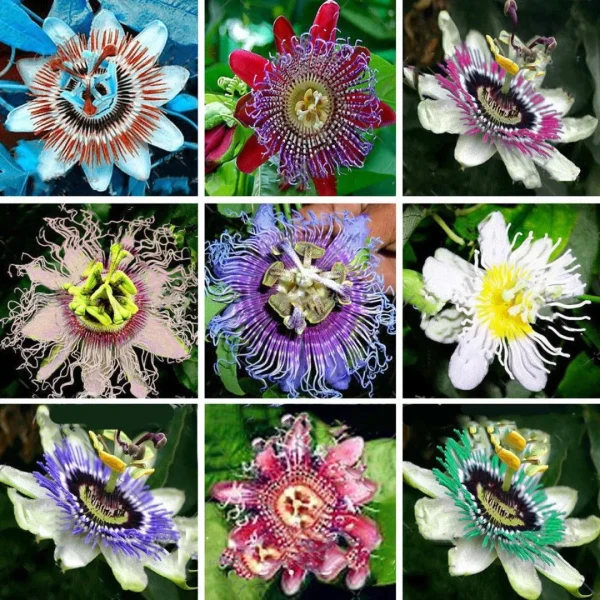 Semilla De Passiflora Incarnata Mezcla De Colores - Imagen 2