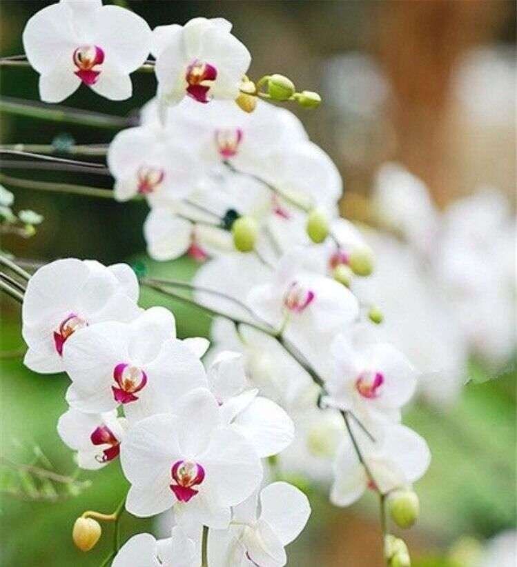Semillas De Mini Orquídea Phalaenopsis - Imagen 2
