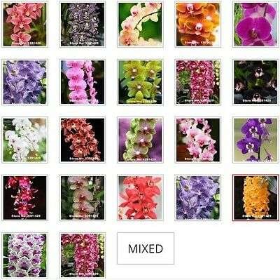 Semillas De Mini Orquídea Phalaenopsis
