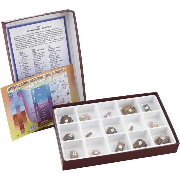 Kit De Colección De Fósiles - Imagen 2