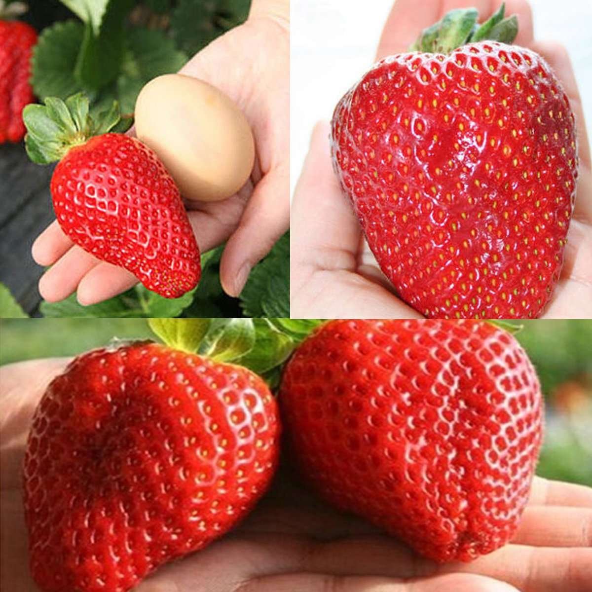 Semilla Fresa Roja Gigante - Imagen 2