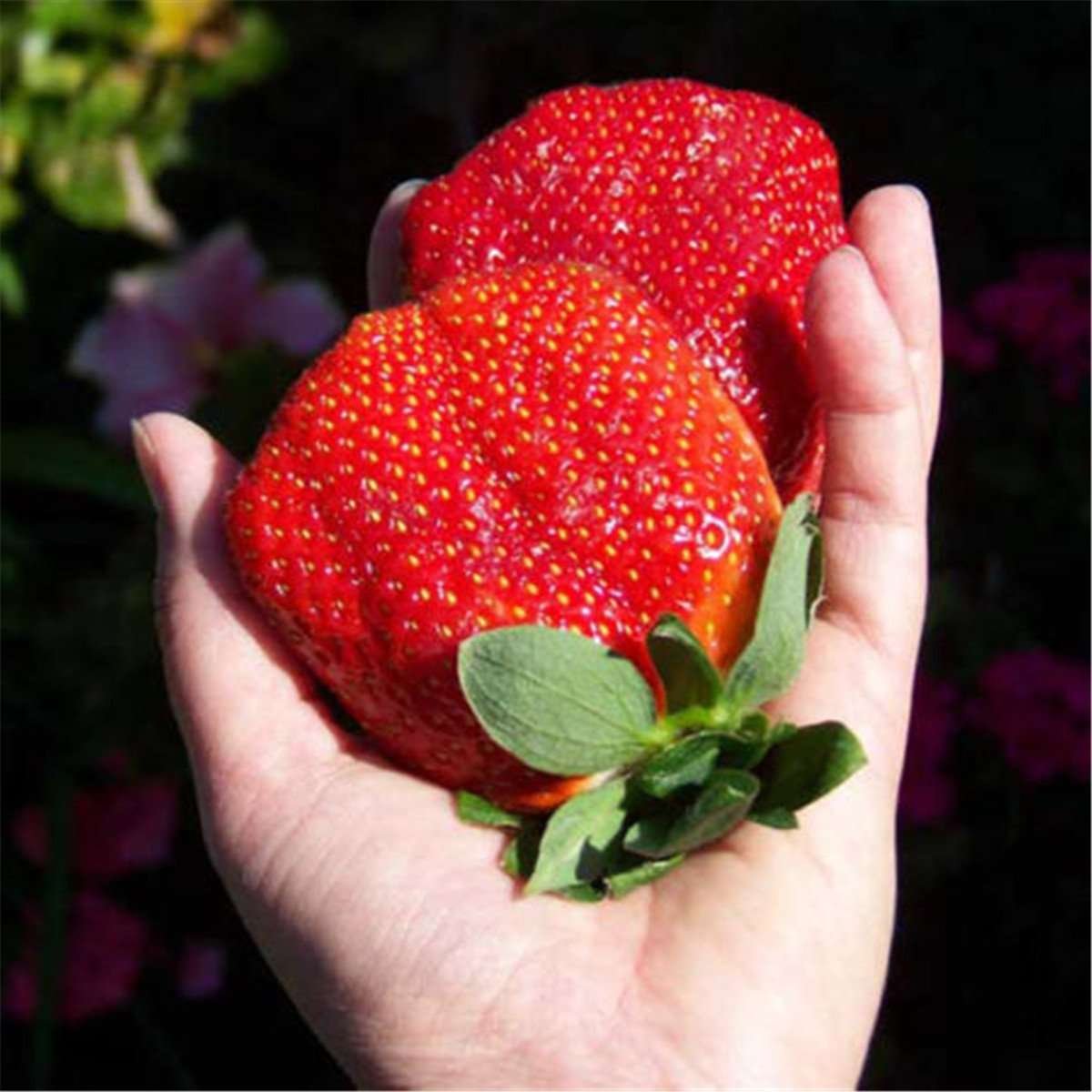 Semilla Fresa Roja Gigante - Imagen 4