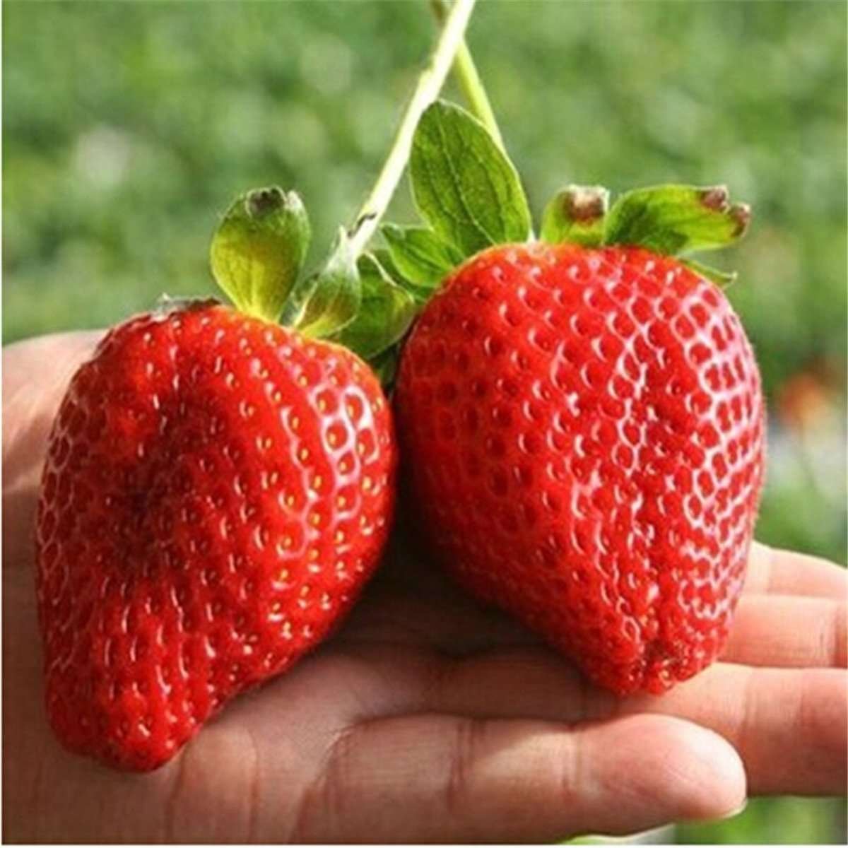Semilla Fresa Roja Gigante