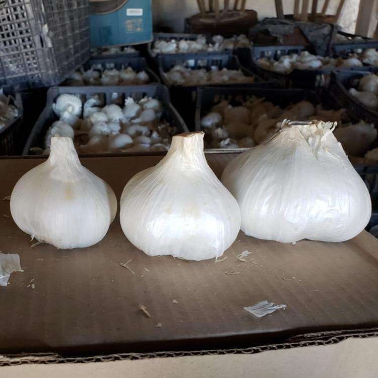 Semilla De Ajo Gigante X 200 - Imagen 2