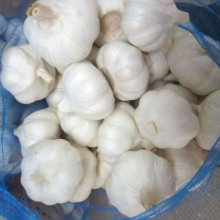 Semilla De Ajo Gigante X 200