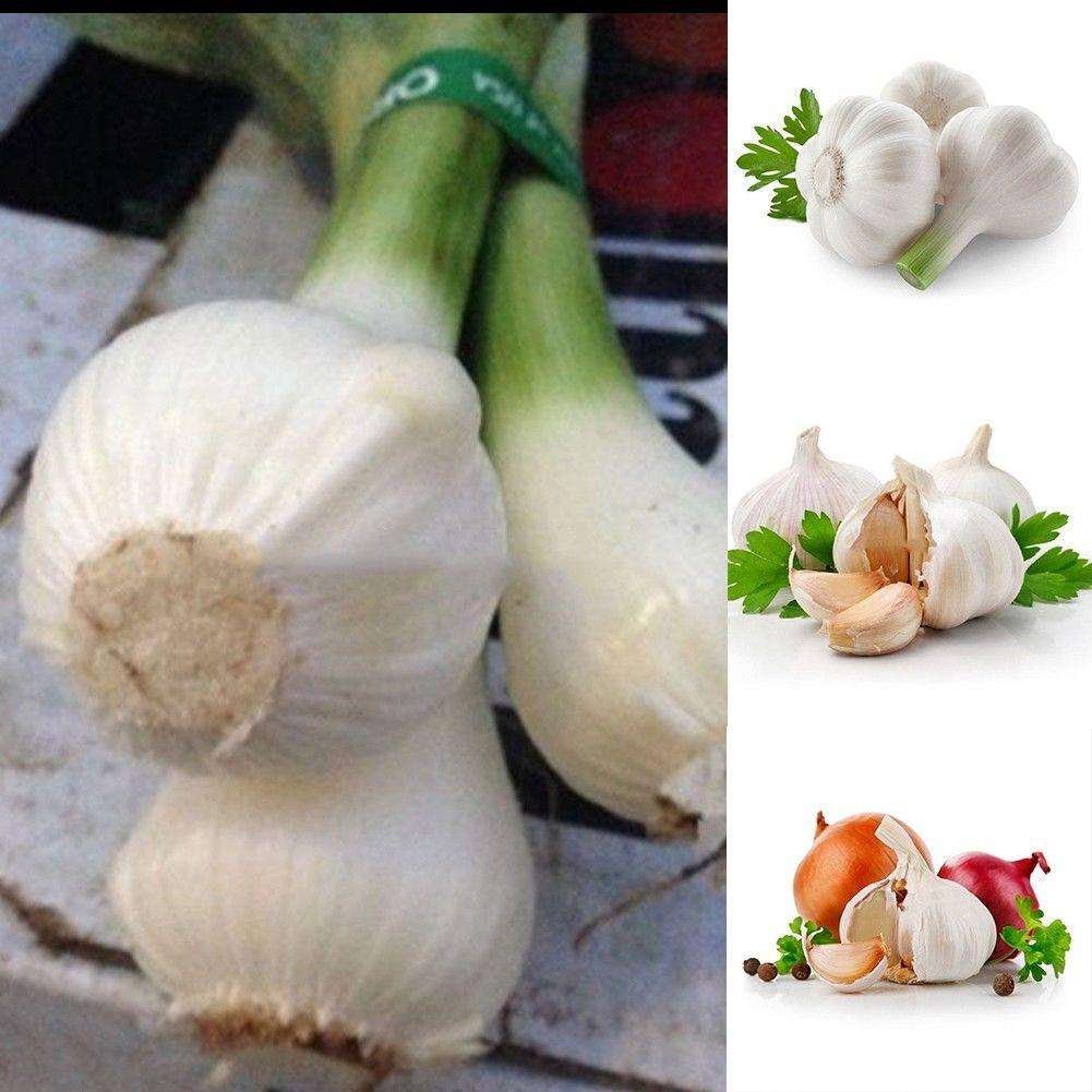Semilla De Ajo Gigante X 200 - Imagen 3