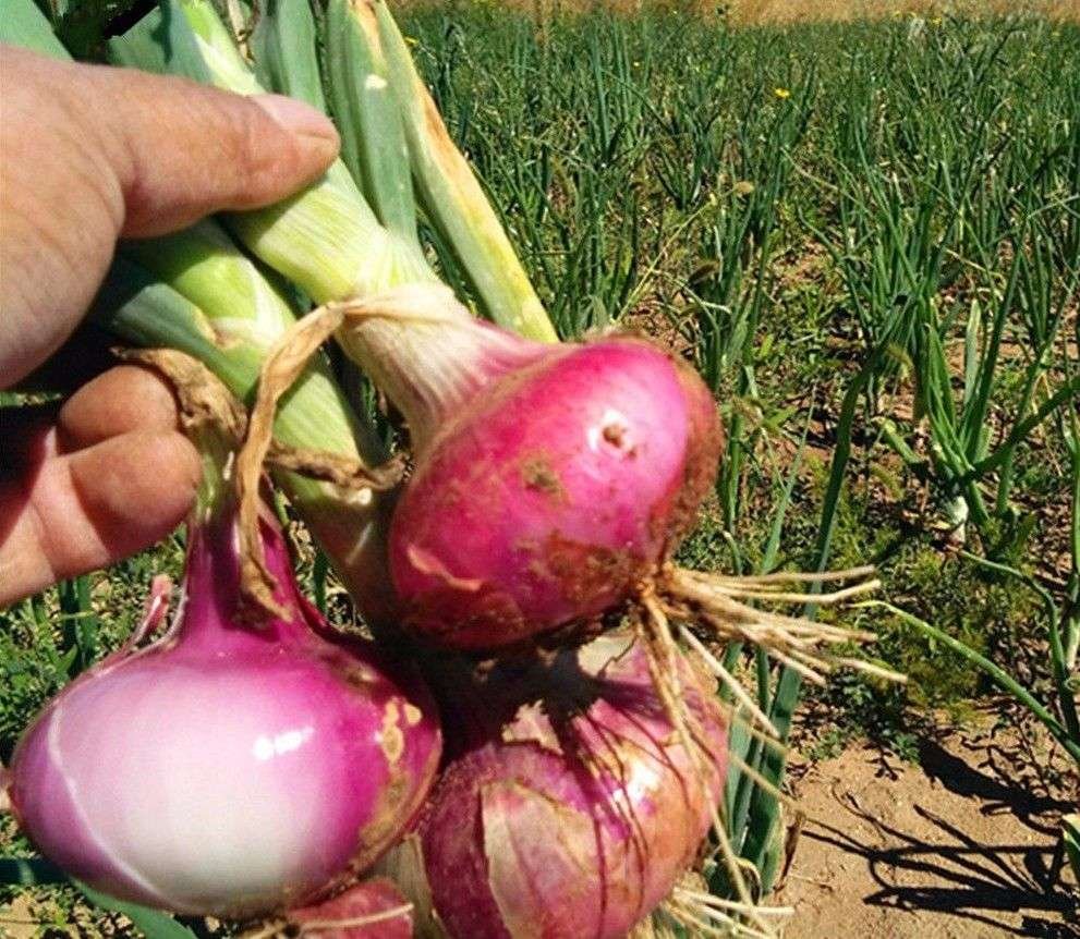 Semilla De Cebolla Roja Gigante - Imagen 3