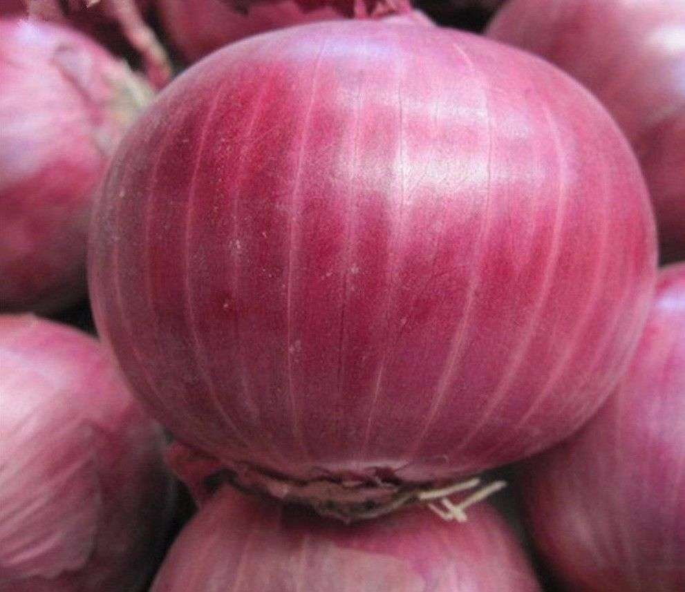 Semilla De Cebolla Roja Gigante