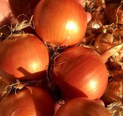 Semilla De Cebolla Roja Gigante - Imagen 2