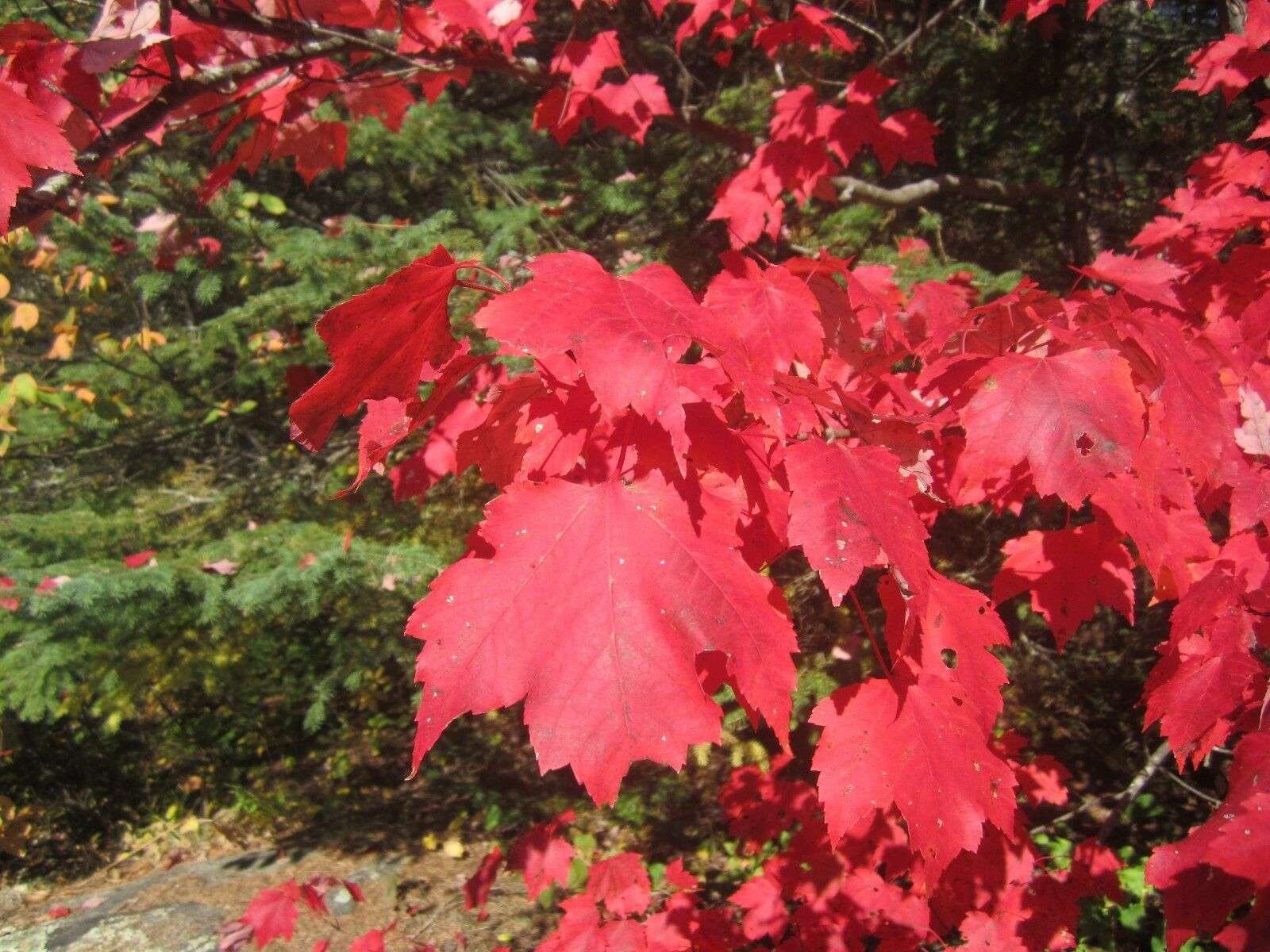 40 Semillas De Arce Rojo (acer Rubrum) - Imagen 2