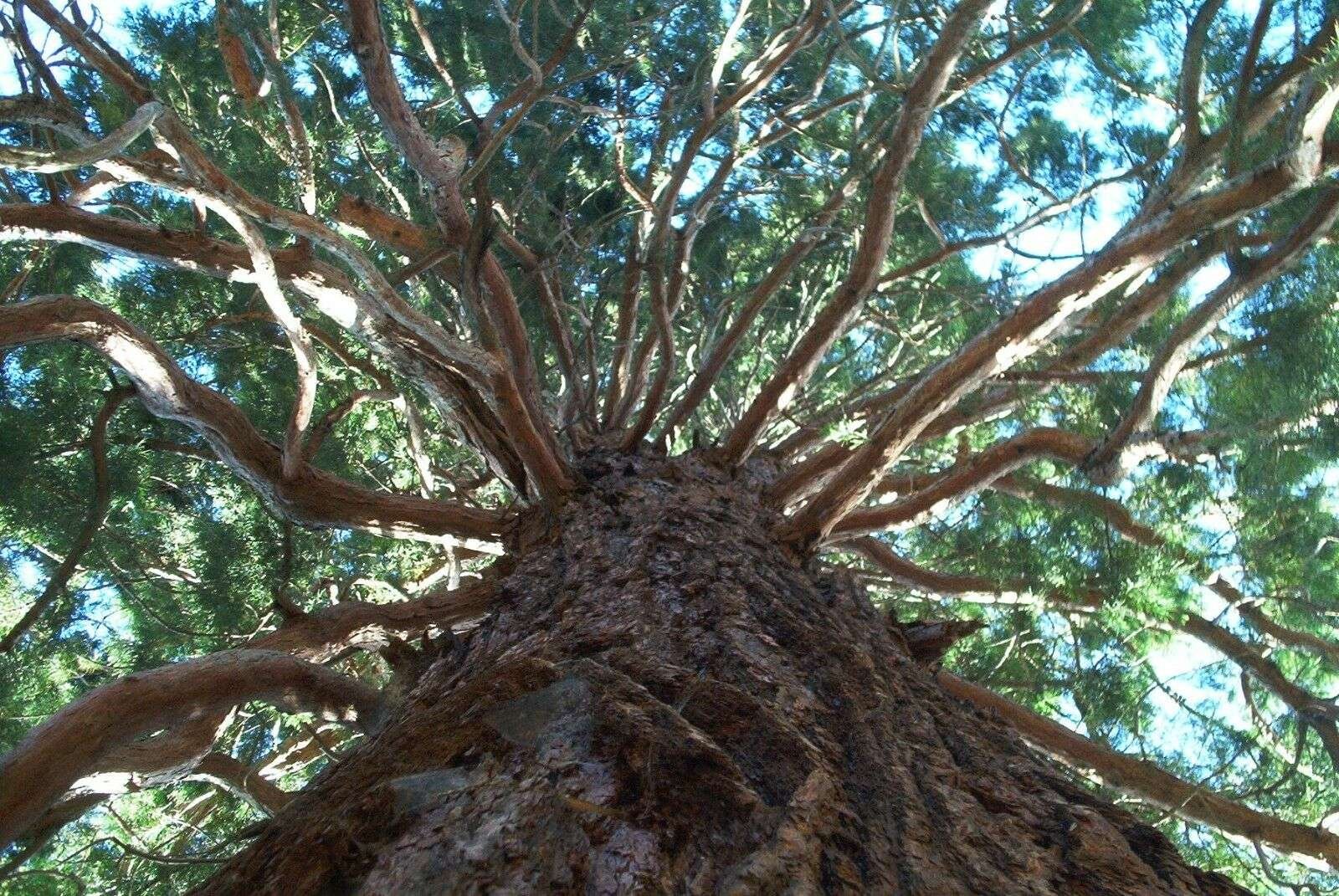 30 Semillas De Secuoya Gigante (Sequoiadendron sempervirens) - Imagen 3