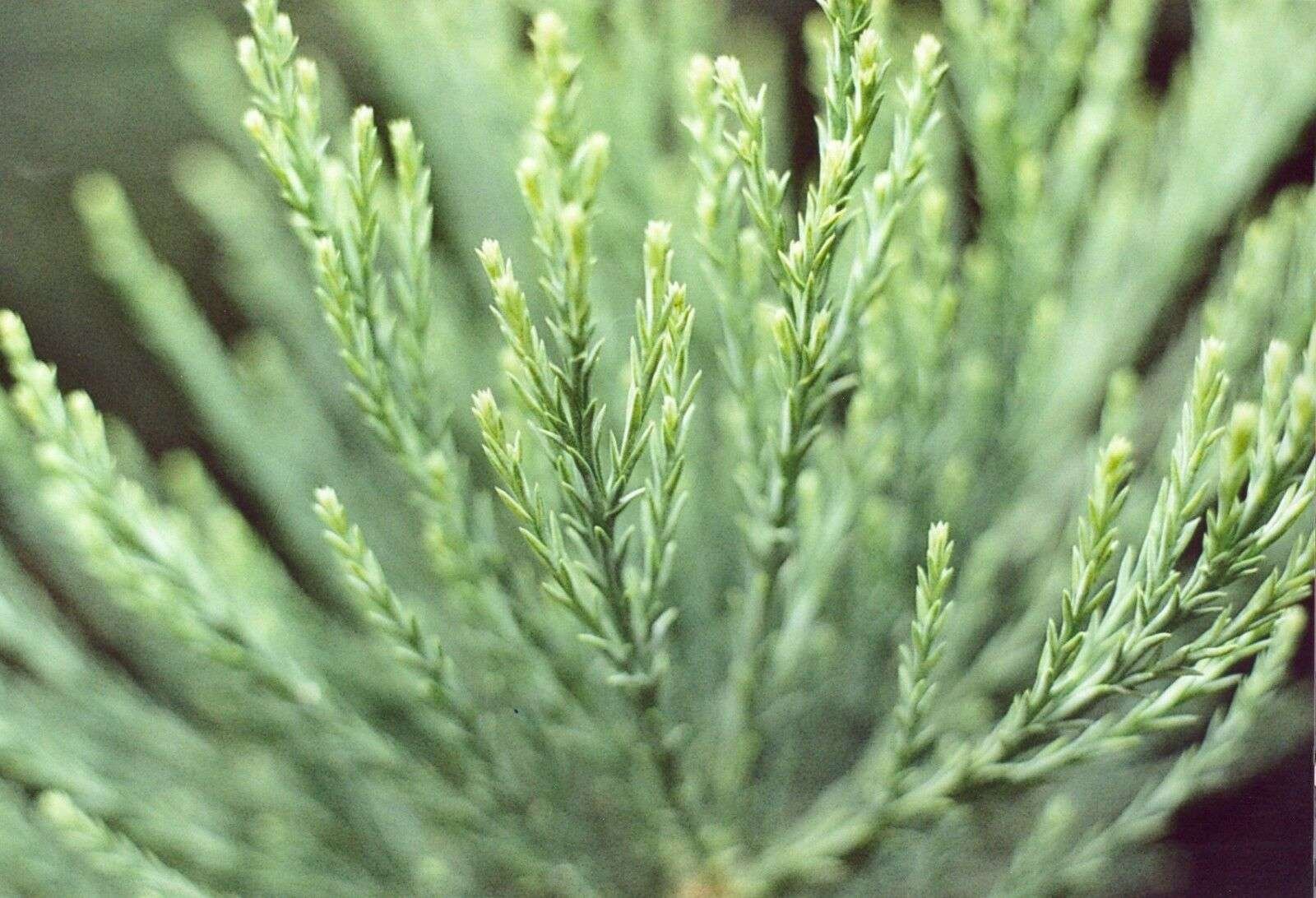 30 Semillas De Secuoya Gigante (Sequoiadendron sempervirens) - Imagen 2