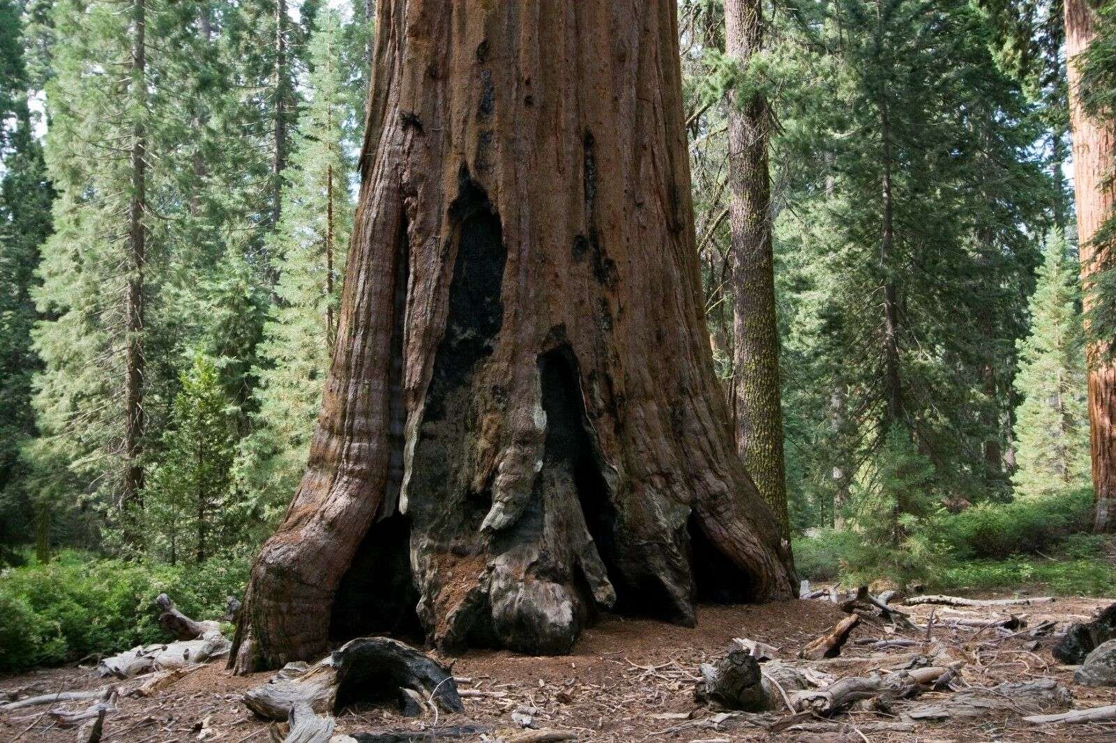 30 Semillas De Secuoya Gigante (Sequoiadendron sempervirens)