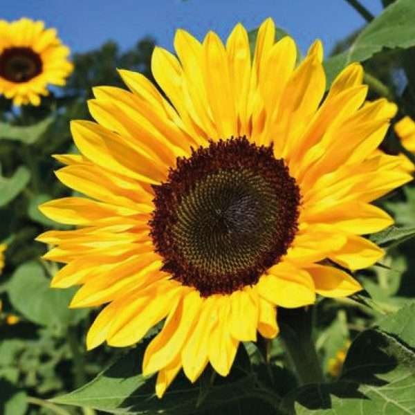 Semillas De Girasol De Aceite Negro X 50 - Imagen 3