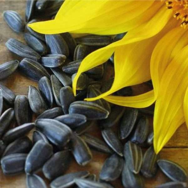 Semillas De Girasol De Aceite Negro X 50